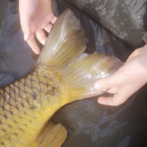 Detail Schwanzflosse Schuppenkarpfen Carp2Pike