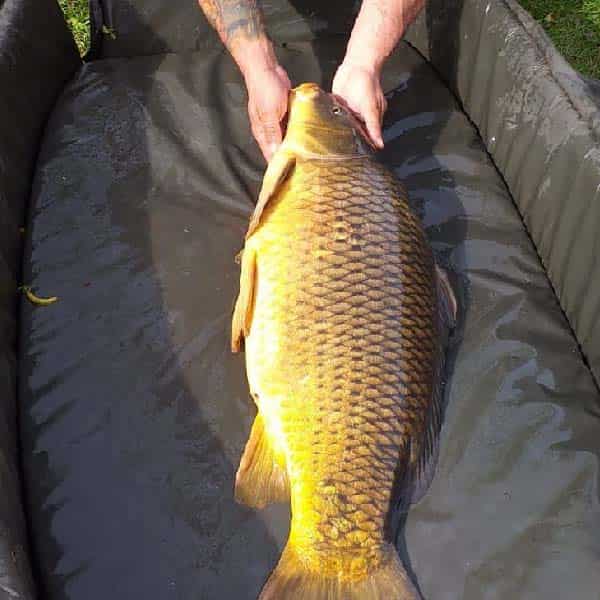 Karpfen auf Abhakmatte Carp2Pike