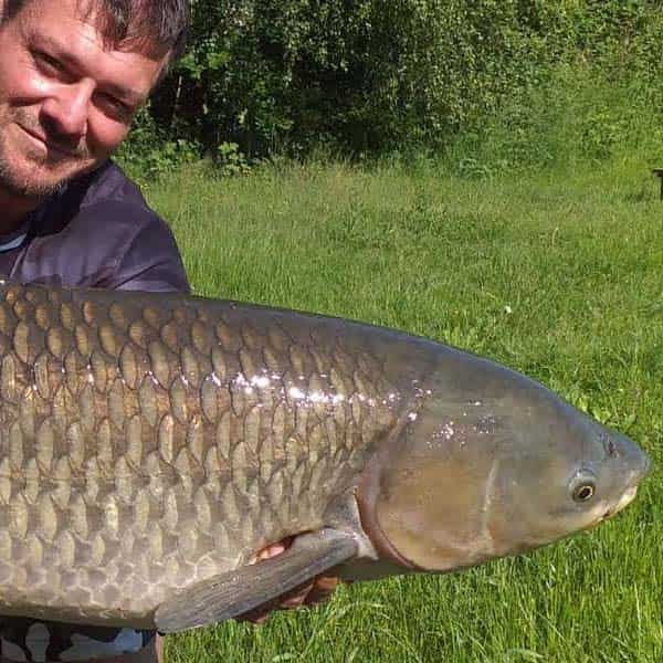 Großer Graskarpfen Carp2Pike