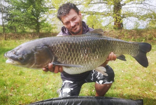 Graskarpfen 128 cm an der Schilfkante gefangen